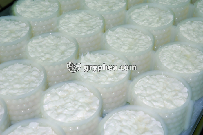 Fabrication du fromage - Faisselles avec réhausses - gryphea.com